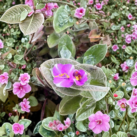 Cobweb Spiderwort Cuttings – 5 Tradescantia sillamontana White Velvet | Fuzzy Succulent Plant | Easy to Grow Indoor Outdoor | Rare Houseplant