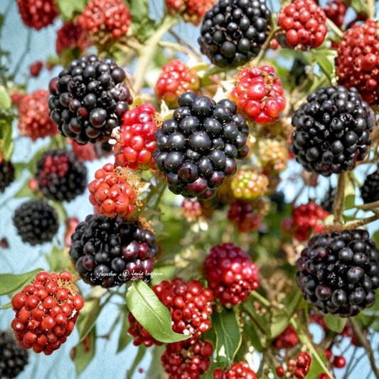 Wild Blackberry Cuttings – Set of 12 Unrooted Cuttings | Propagation Starter Stems | Natural Berry Plant | Garden Growing Project