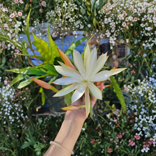 Epiphyllum Pixie Dust – 8–10 Inch Unrooted Cuttings | Orchid Cactus | Night Blooming Succulent | Exotic Flowering Plant Starter