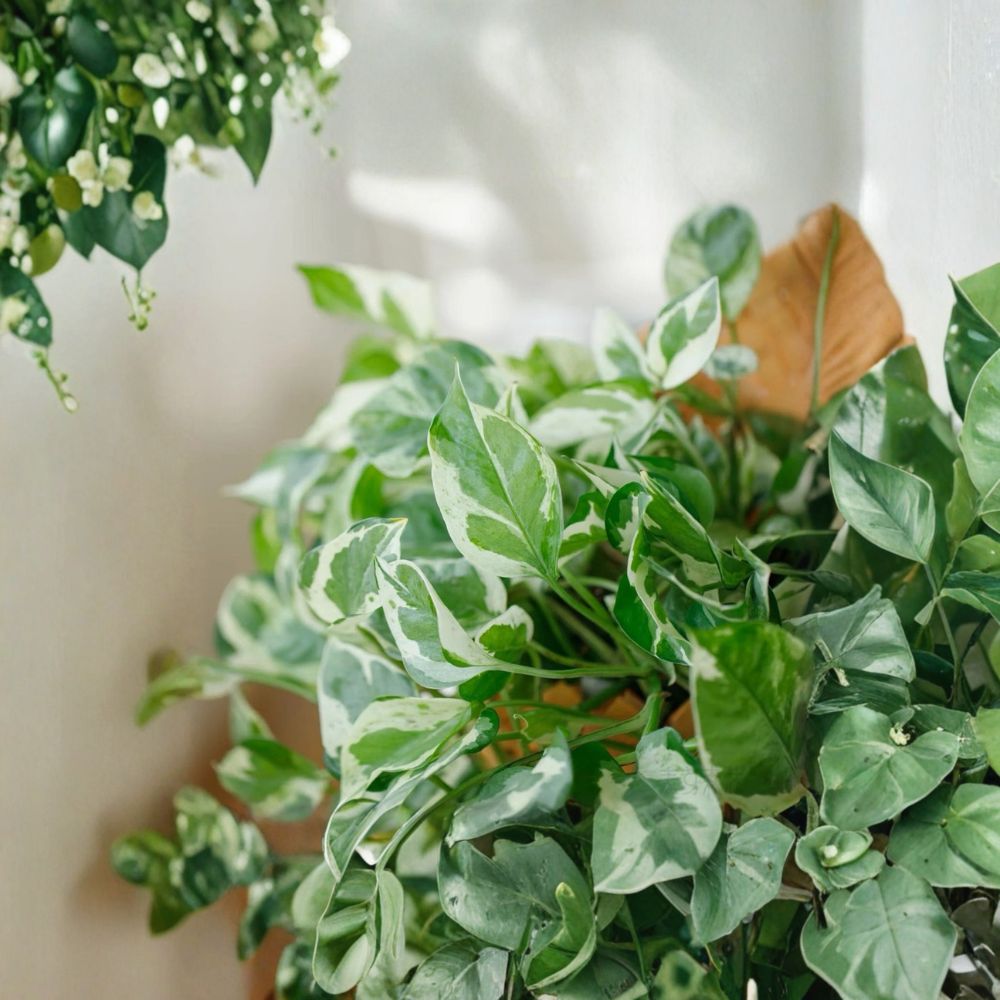 Pothos Pearls and Jade – 3 Cuttings 4–5 Inch | Variegated Devil’s Ivy | Indoor Houseplant | Easy Care Trailing Plant