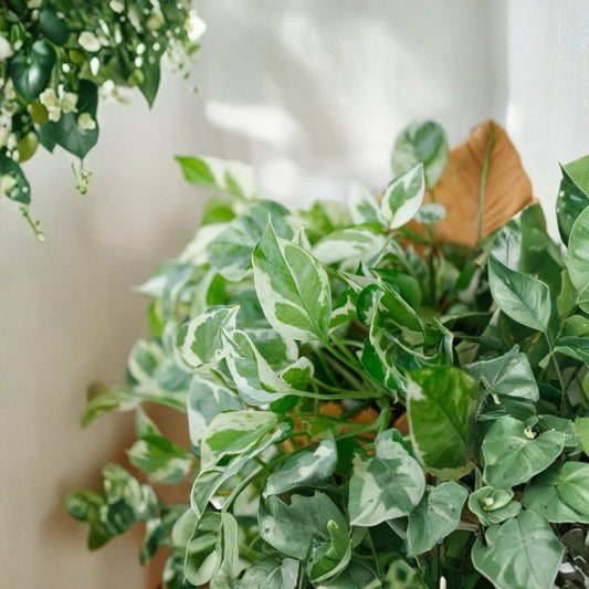 Pothos Pearls and Jade – 3 Cuttings 4–5 Inch | Variegated Devil’s Ivy | Indoor Houseplant | Easy Care Trailing Plant