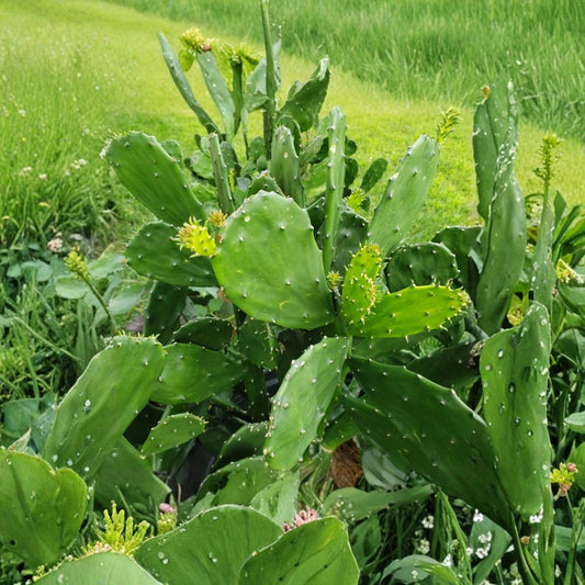 Opuntia ficus-indica – Prickly Pear Cactus Live Perennial Plant | Edible Pads & Fruit | Beautiful Blooms  Southwest Desert Plant | Fast Growing | Container Friendly