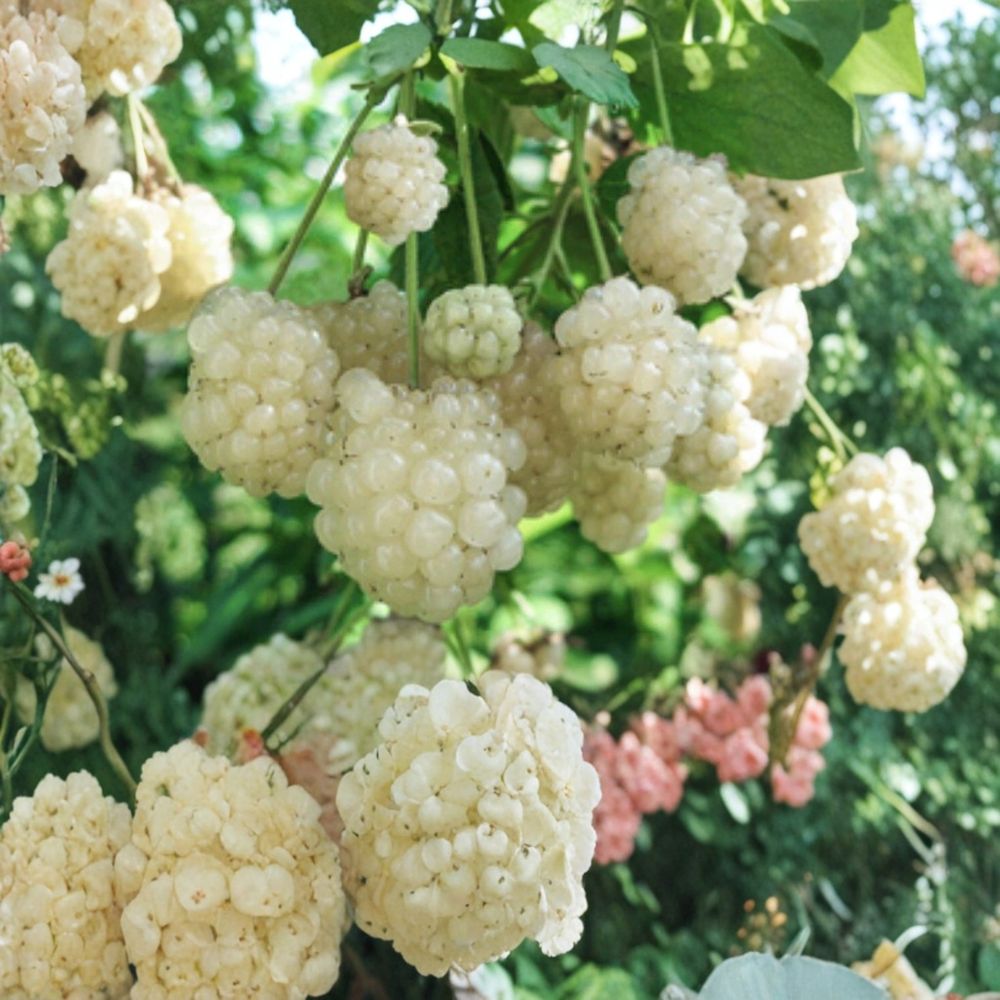 White Snowbank Blackberry – 1 Live Plant | Rare White Blackberry Variety | Sweet Heirloom Berry Bush | Bare Root Starter Plant | Backyard Fruit Garden
