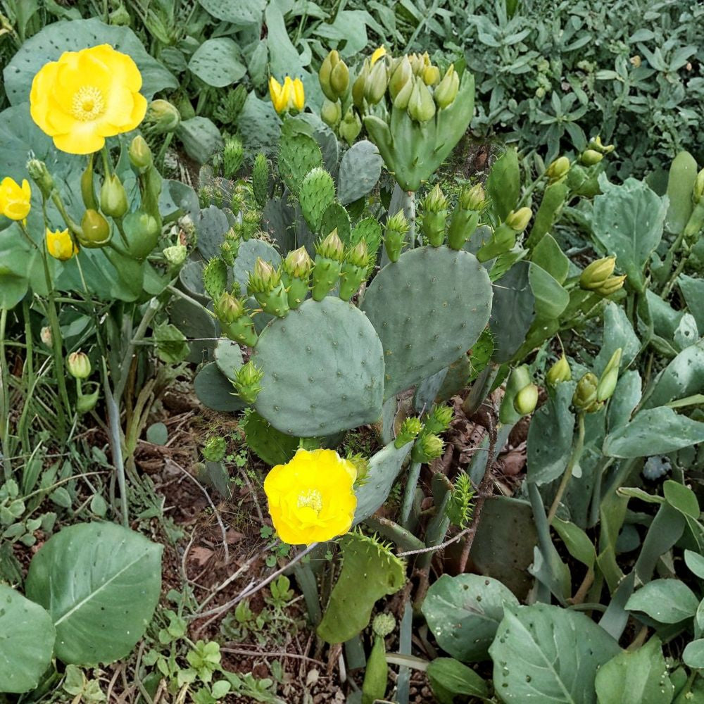 Bunny Ear Prickly Pear – Opuntia Species Cactus Seeds | 10 Count | Unique Paddle Variety  Easy to Grow | Drought Tolerant | Desert Favorite