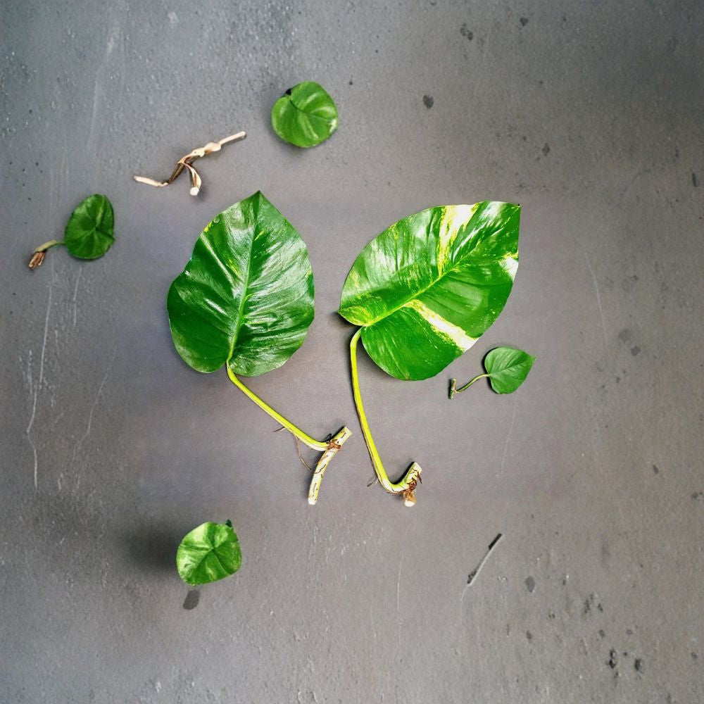 Hawaiian Pothos Cuttings – Epipremnum aureum Live Rooted Plants | 2 Large + 5 Small Cuttings | Indoor Houseplant | Easy to Grow