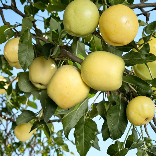 Dorsett Golden Apple – Low Chill – Malus domestica Live Fruit Tree | 3–4 Feet Tall | Includes 3 Gallon Nursery Pot  100 Chill Hours | Sweet Early Season Apple | Self-Fruitful
