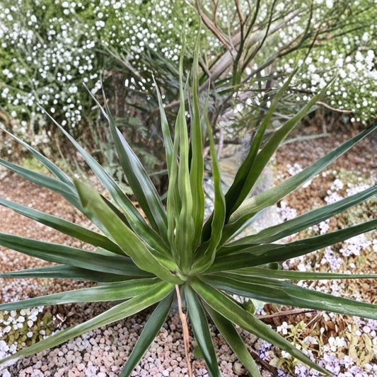 Dracaena Marginata Cuttings Set of 5 | Dragon Tree Cuttings Hawaii Grown | Bonsai Starter Plant | Indoor Tropical Plant | No Pot