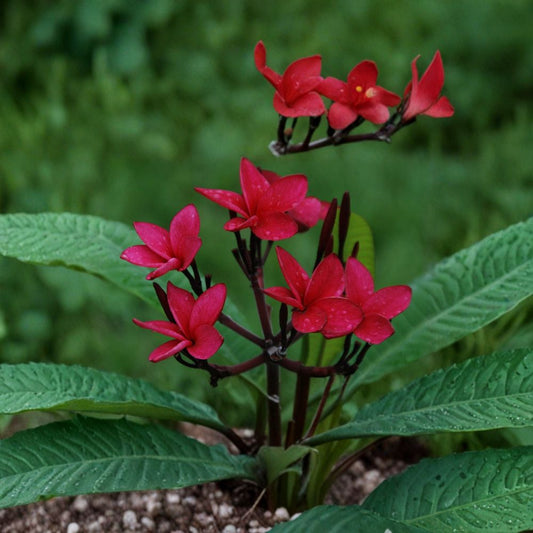 Red Plumeria Cutting Rooted – 15–17 Inch Frangipani Plant | Rare Tropical Flower | Florida Grown | Easy to Grow