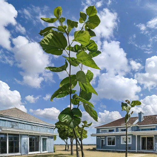 Everbearing Mulberry – Rooted Cutting Live Plant | Morus Alba Fruit Tree | 4 Inch+ Organic Starter | Easy Grow Backyard Tree