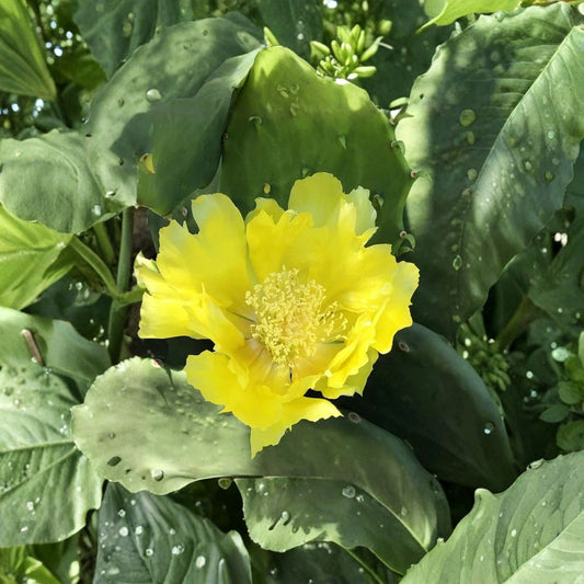 Opuntia Gomei – Old Mexico Cactus 2 Pad Cuttings | 6–10 Inches Each | Easy to Root  Yellow Blooming Prickly Pear | Drought Tolerant | Giant Pad Variety