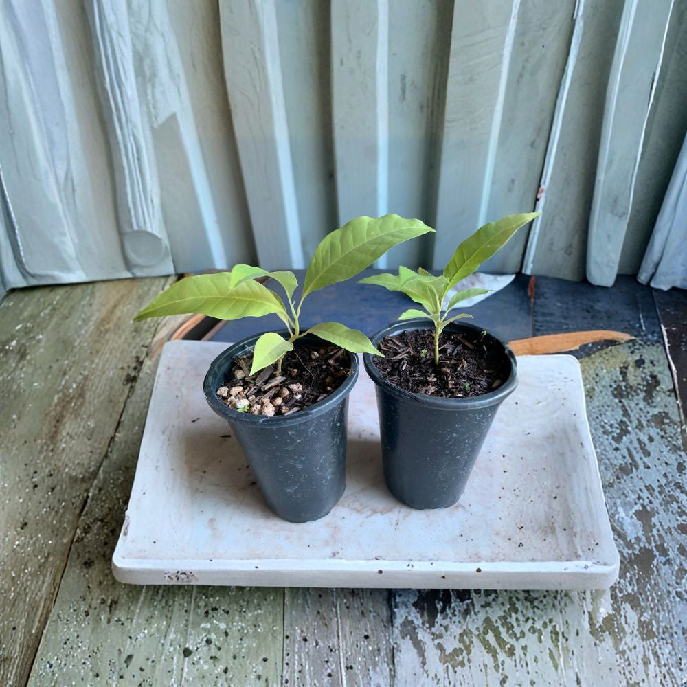 1 Gold Champaca – Michelia champaca Live Plant | 3–6 Inches Tall | Includes 3 Inch Nursery Pot  Fragrant Golden Blooms | Tropical Evergreen | Exotic Flowering Tree