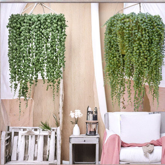 String of Pearls – Senecio rowleyanus Succulent Cuttings | 5 Pack 4 Inch Trailing Plant | Easy Hanging Succulent