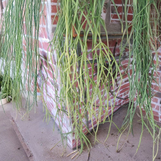 Rhipsalis Micrantha f. Kirbergii – 8 Inch Cutting | Multi-Branch Jungle Cactus | Rare Trailing Succulent | Indoor Hanging Plant