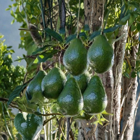 Little Cado Avocado Tree – Persea americana Grafted Tree | 1 Foot Tall | Shipped in Plastic Bag  True Dwarf Variety | Compact Patio Tree | Rich Creamy Fruit