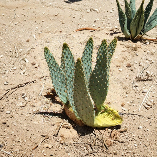 Cow Tongue Cactus Cutting – Opuntia engelmannii var. linguiformis | 6–10 Inch Prickly Pear | Rare Desert Succulent | Easy Grow