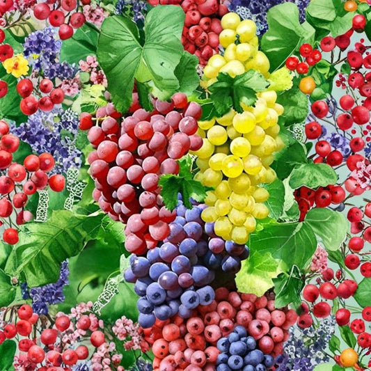 Hardy Grape Cuttings Trio – 15 Total (3 Varieties) | Red White Blue Grape Vines | Cold Hardy Fruit Plants | Easy to Grow