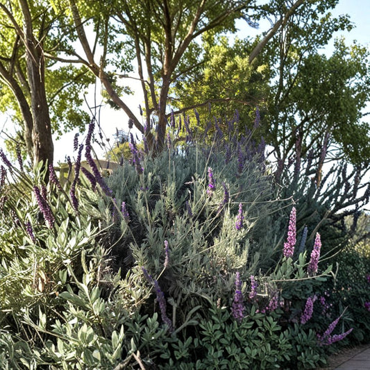 English Lavender – 15 Organic Cuttings 6 Inch | Lavandula Live Plant Stems | Fragrant Herb Flower | Easy to Root