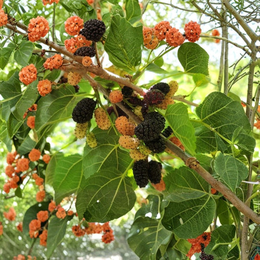 Black Mulberry Tree Cuttings – 30 Unrooted Propagation Cuttings | Large Sweet Fruit Variety | Fresh Mulberry Propagation Stems | Grow Your Own Mulberry Tree