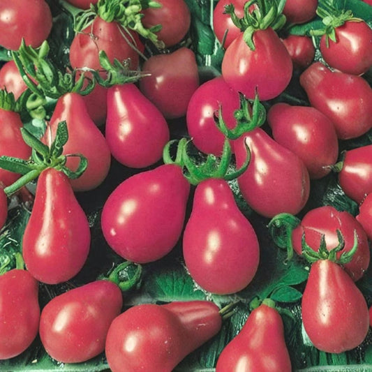 Pink Pear Cherry Tomato – Heirloom Variety 50 Organic Seeds | USA Grown | Indeterminate  Sweet Flavor | Pear-Shaped Fruit | Heavy Producer