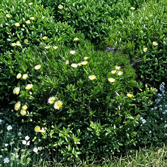 Ice Plant Succulent Cuttings – 10 Pack 6 Inch Fresh Cuttings | Yellow White Flower Ground Cover | Trailing Hardy Succulent
