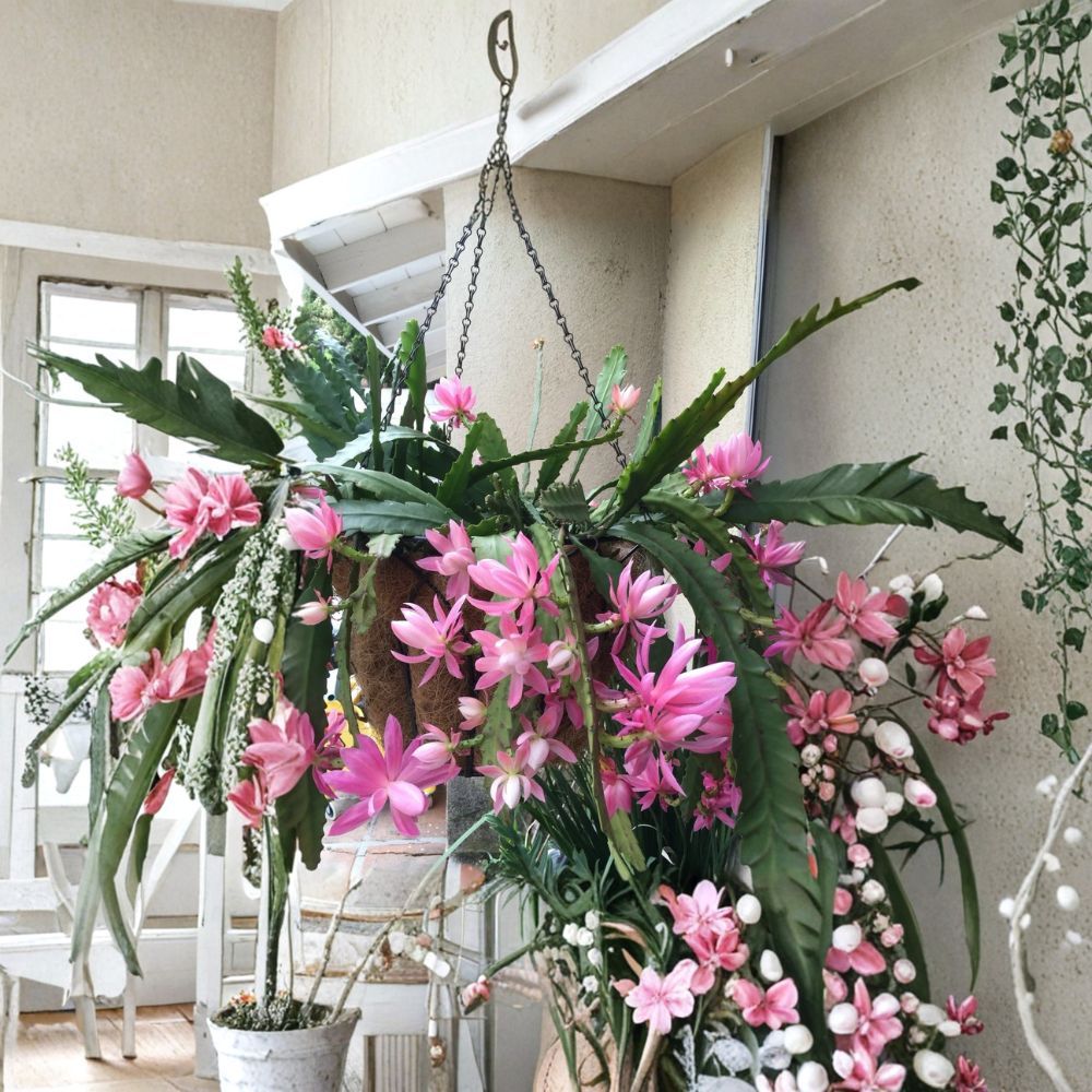 German Empress Epiphyllum – 8–10 Inch Cutting | Orchid Cactus | Exotic Blooming Plant | Easy Care Shade Succulent