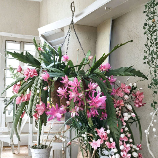 German Empress Epiphyllum – 8–10 Inch Cutting | Orchid Cactus | Exotic Blooming Plant | Easy Care Shade Succulent