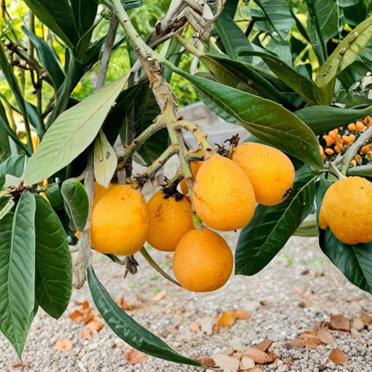 Big Jim Loquat – Eriobotrya japonica ‘Big Jim’ Live Seedling Tree | 2–3 Feet Tall | Shipped in 3 Gallon Pot  Extra-Large Sweet Fruit | Cold Hardy | Self-Fertile Variety