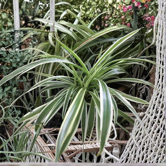 Spider Plant Cuttings Variegated – 10 Chlorophytum comosum Cuttings | Air Purifying Houseplant | Easy Indoor Plant | Fast Growing