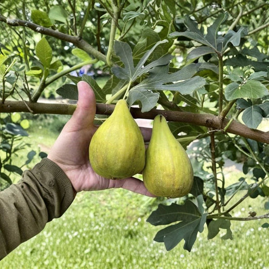 3 Dalmatie / Stella Fig Cutting – Ficus carica Live Unrooted Cutting | Fresh Cut Fig Tree | Easy to Grow