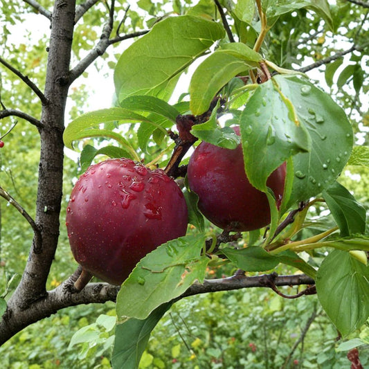 Plum ‘Burgundy’ – Prunus salicina Live Fruit Tree | 3 Feet Tall | Includes 1 Gallon Nursery Pot  Deep Red Flesh | Sweet Mellow Flavor | Small Pit Variety