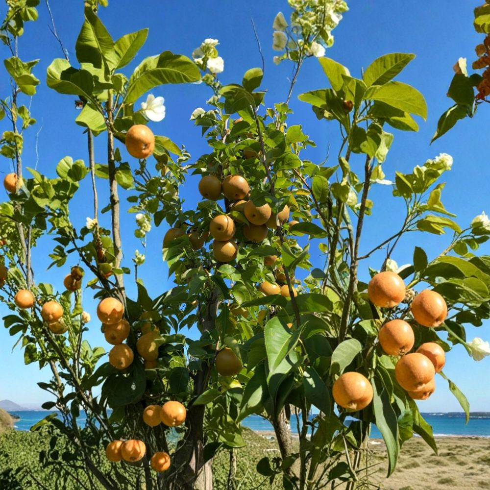 Korean Giant Asian Pear – Pyrus pyrifolia 20 Seeds | Olympic Variety | Large Crisp Fruit  Sweet & Juicy | Cold Hardy | Backyard Orchard Favorite