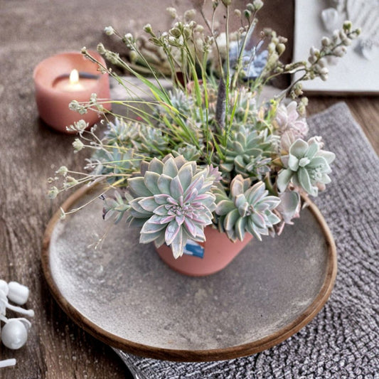 Ghost Plant Succulent – Graptopetalum paraguayense Cutting | 4 Inch Live Succulent | Pink Green Rosette Easy Care Plant