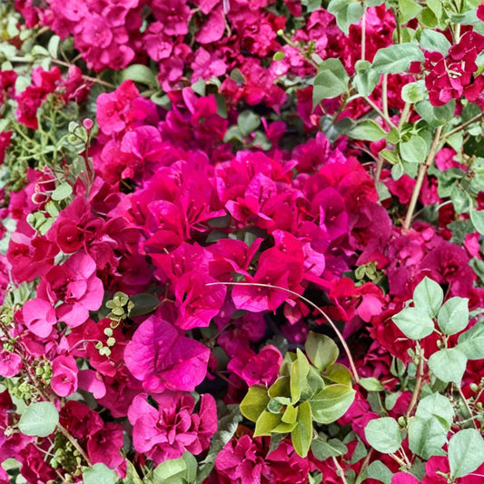 La Jolla Bougainvillea – Bougainvillea ‘La Jolla’ Live Tropical Plant | 2 Feet Tall | Shipped in 3 Gallon Pot  Brilliant Fuchsia Blooms | Compact & Fast Growing | Perfect for Containers