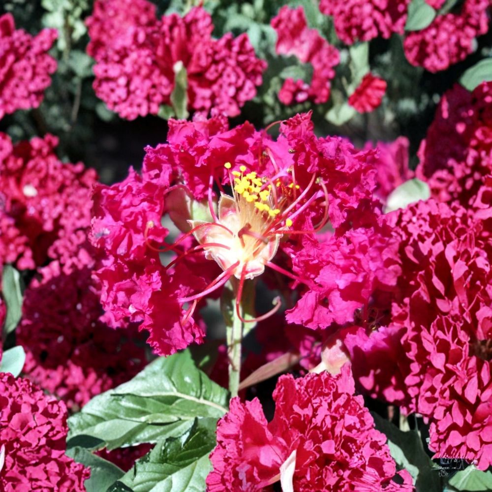 Crepe Myrtle Cuttings – Lagerstroemia Red Pink Raspberry Live Unrooted | 30 Total (25 + 5 Bonus) | Flowering Tree | Fast Growing