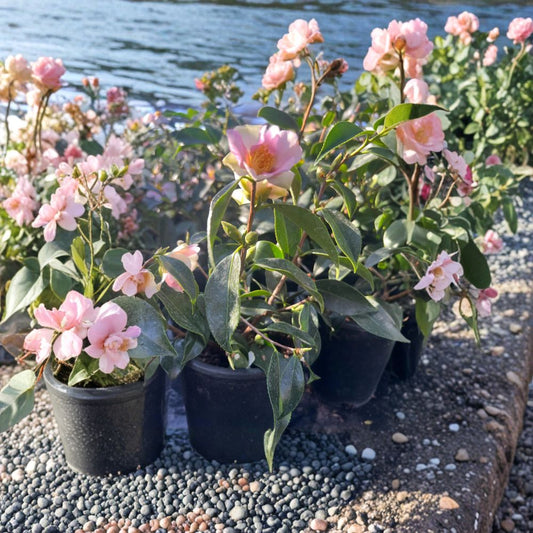 Camellia ‘Yume’ – Camellia Hybrid Live Plant | 1 Foot Tall | Includes 1 Gallon Nursery Pot  White & Pink Blooms | Fall to Spring Flowering | Elegant Evergreen Shrub