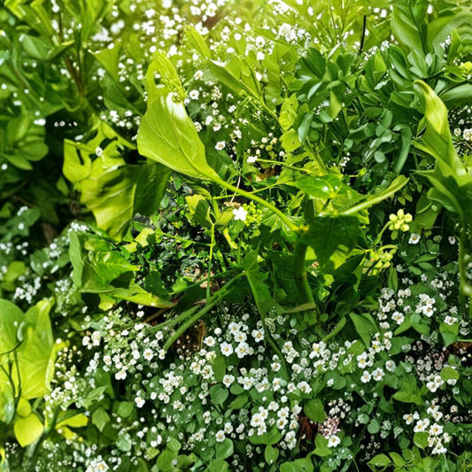 Chaya Plant – 3 Rooted Cuttings 14–18 Inch | Cnidoscolus aconitifolius | Organic Spinach Tree | Edible Superfood Garden Plant