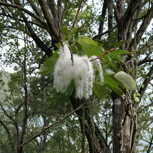 Cottonwood Tree Cuttings – 2 Live Cuttings | Fast Growing Native Shade Trees | Easy to Root | Privacy & Windbreak Plant