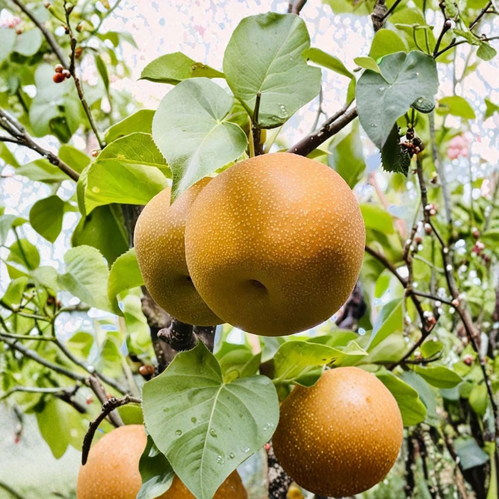 Asian Pear – Pyrus pyrifolia 10 Fresh Seeds | 2024 Harvest | USA Seller  Japanese Pear | Korean Pear | Crisp & Juicy Fruit