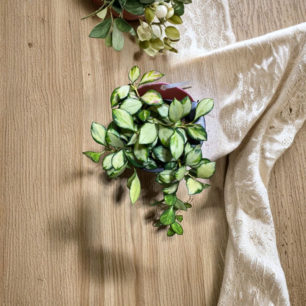 Hoya Heuschkeliana Inner Variegated Cutting – 2 Node Live Unrooted Cutting | Rare Hoya Plant | Variegated Houseplant | Easy to Grow