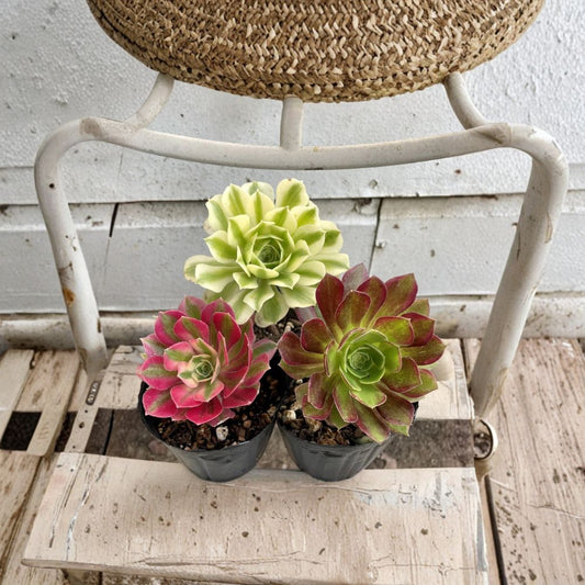 Aeonium Succulent Cuttings – 3 Pack Combo | Anna Pink Witch Meybach Varieties | 2.5 Inch Rare Succulent Set