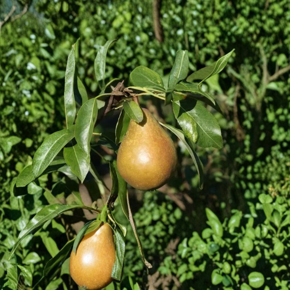 Fondante d'Automne Pear – Pyrus communis 25+ Seeds | Heirloom European Pear | Free Shipping  Sweet Juicy Pear Variety | Home Orchard Starter