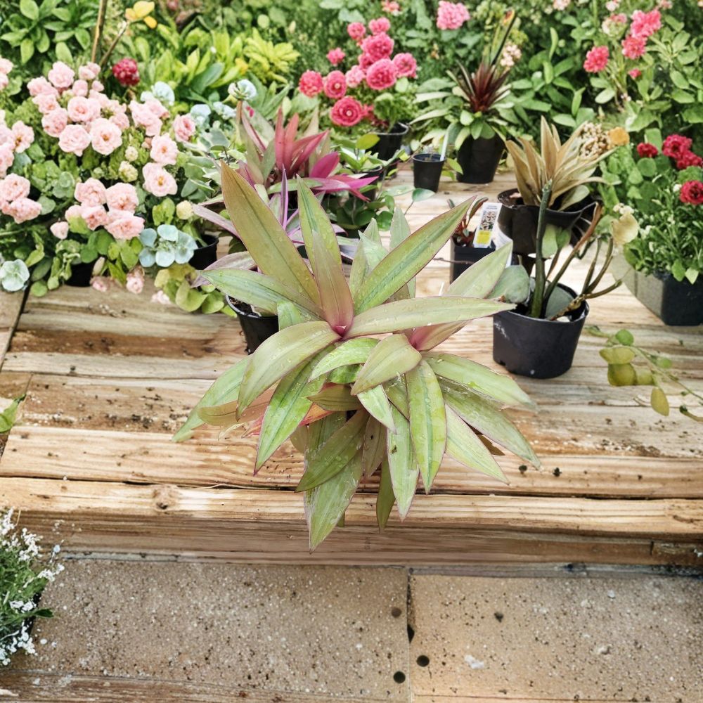 Tradescantia Spathacea ‘Sitara’s Gold’ Cutting – 6 Inch Unrooted | Rare Variegated Wandering Jew | Colorful Indoor Houseplant | Easy Propagation
