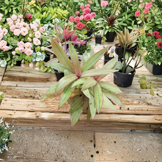 Tradescantia Spathacea ‘Sitara’s Gold’ Cutting – 6 Inch Unrooted | Rare Variegated Wandering Jew | Colorful Indoor Houseplant | Easy Propagation
