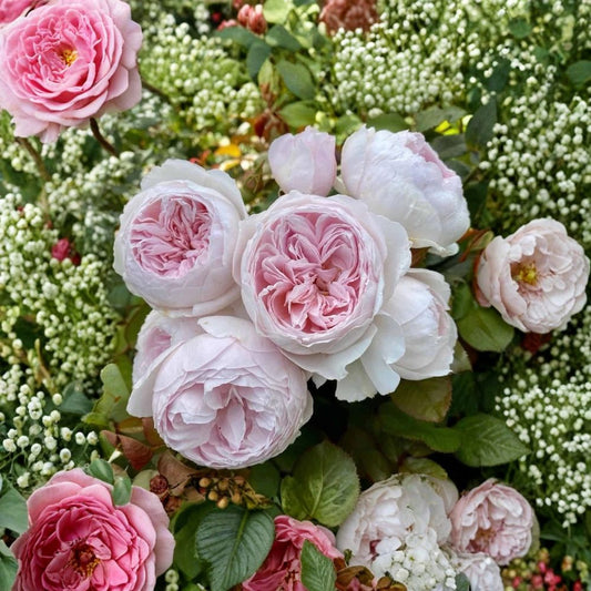 Earth Angel Rose – 6 Unrooted Cuttings 6 Inch | Floribunda Garden Rose | Fragrant Blooming Plant | Romantic Cream Pink Roses