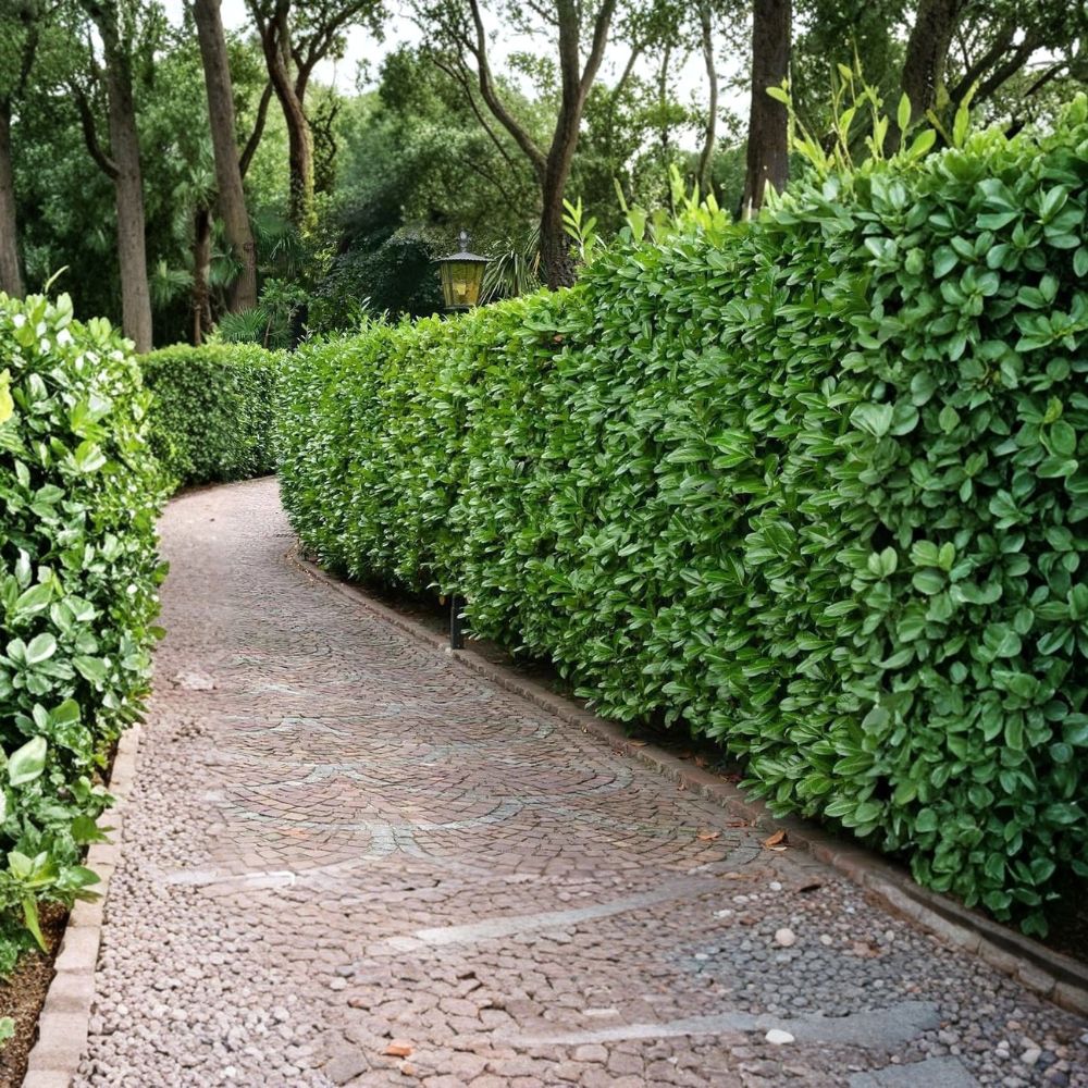 Carolina Laurel Seedlings – 5 Live Cherry Laurel Plants | Natural Grown Rooted Seedlings | Evergreen Privacy Hedge | Hardy Outdoor Plant