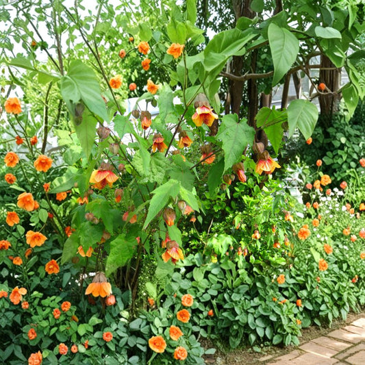 Abutilon ‘Apricot’ – Flowering Maple Live Flowering Shrub | 2 Feet Tall | Shipped in 3 Gallon Pot  Soft Apricot Blooms | Pendant Lantern Flowers | Patio & Garden Accent
