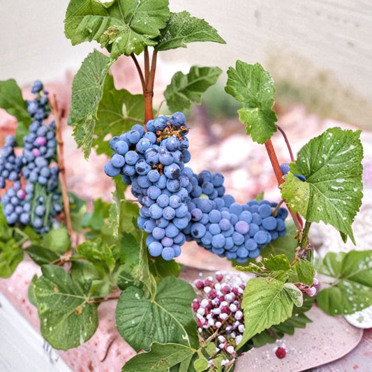 Mars Grape Cuttings – 10 Fresh Vitis vinifera Cuttings | Easy Rooting Grape Vine | Edible Fruit Plant | Garden Starter