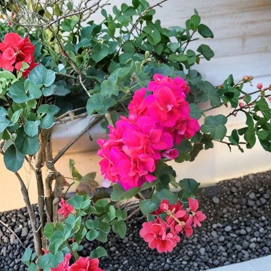 Ivy Geranium Salmon Pink Double Cuttings – Pelargonium | 6 Fresh 4 Inch Cuttings | Trailing Flower Plant | Easy Propagation | Indoor or Outdoor