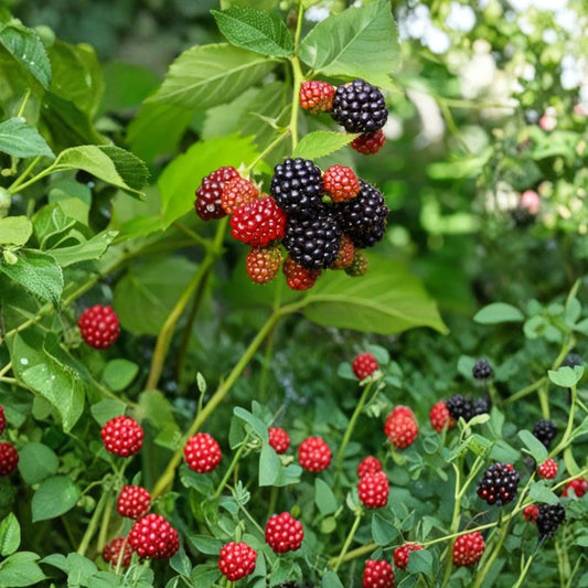 Triple Crown Thornless Blackberry Plants – Set of 4 Live Starter Plants | 4–6 Inches Tall | Large Sweet Berries | Rooted Plants No Pot | Backyard Fruit Garden