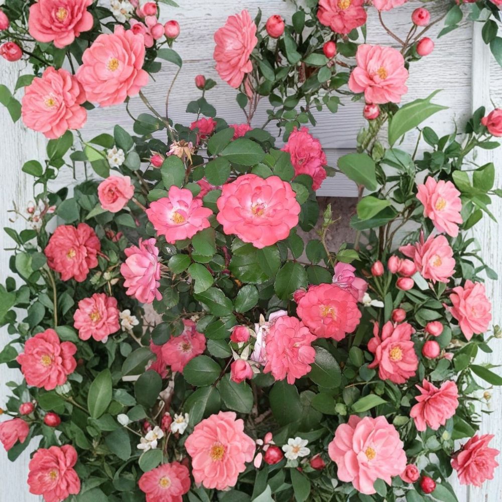 Coral Floribunda Rose Cuttings – 4 Unrooted Rose Cuttings | Coral Bloom Garden Rose | Easy Propagation Flowering Plant